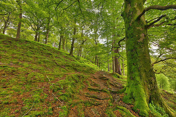 Dolbadarn Moss Forest Trail
