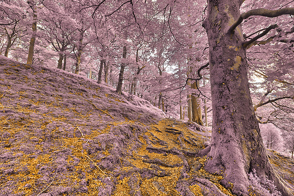 Dolbadarn Moss Forest Trail - Gold Amethyst Fantasy