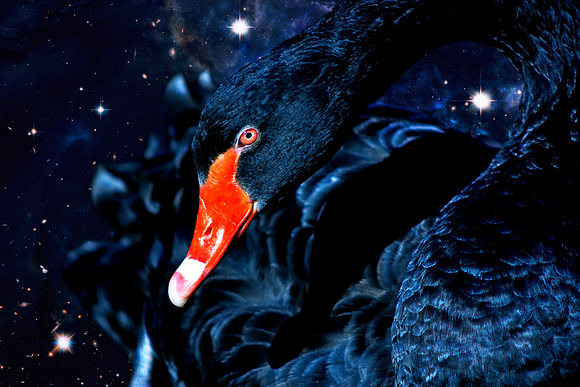Celestial Swan