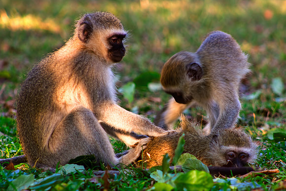 Vervet Monkeys