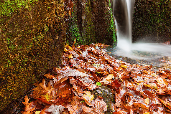 Autumn Crabtree Stream
