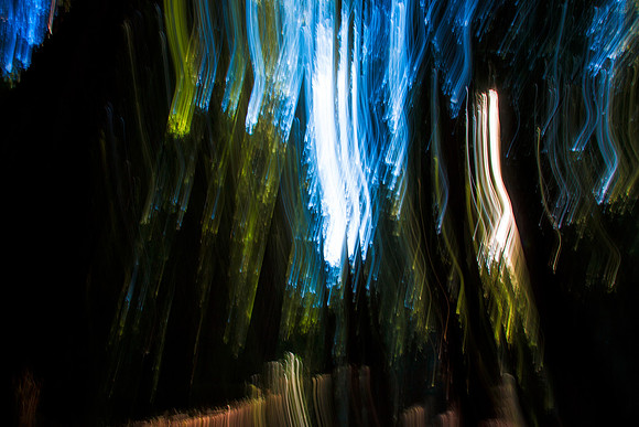 Abstract Streaks of Muir Woods