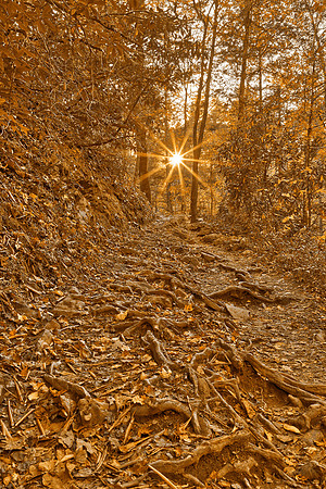 Golden Hour Sunburst Trail