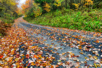 Autumn Forest Road - Dolly Sods