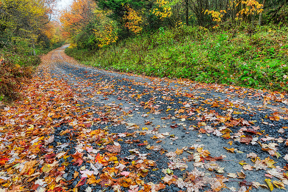 Autumn Forest Road - Dolly Sods