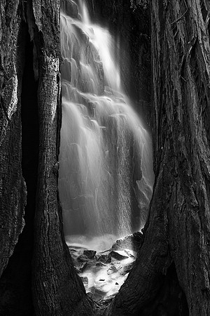 Sequoia Sunbeam Falls - Black & White