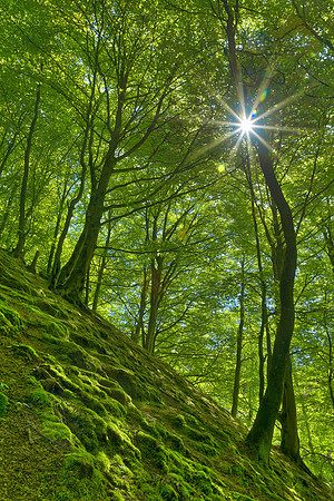 Dunkeld Moss Sunburst Forest