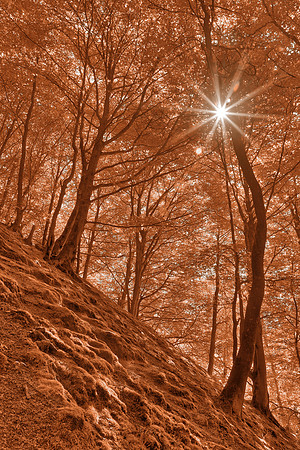 Salmon Moss Sunburst Forest