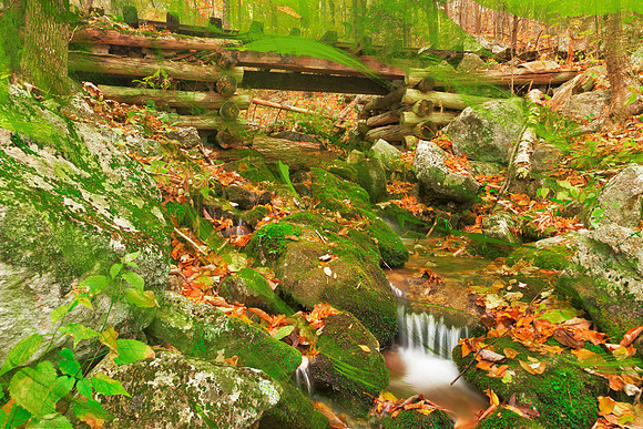 Autumn Green Brush Stream