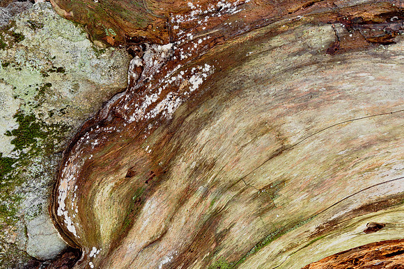 Vibrant Wood Decay