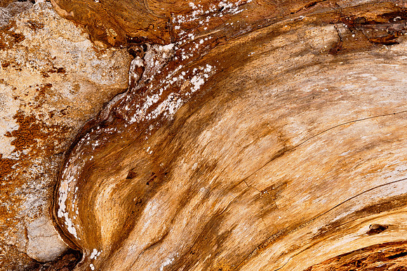 Gold Wood Decay