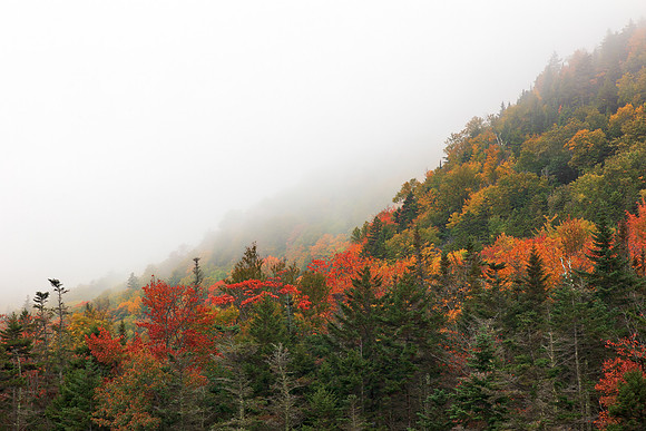 Autumn Fog of White Mountain National Forest