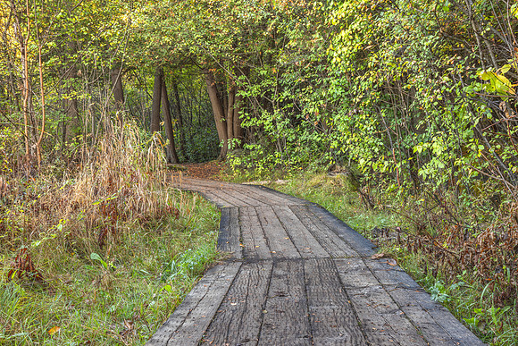 Boardwalk Canopy Trail