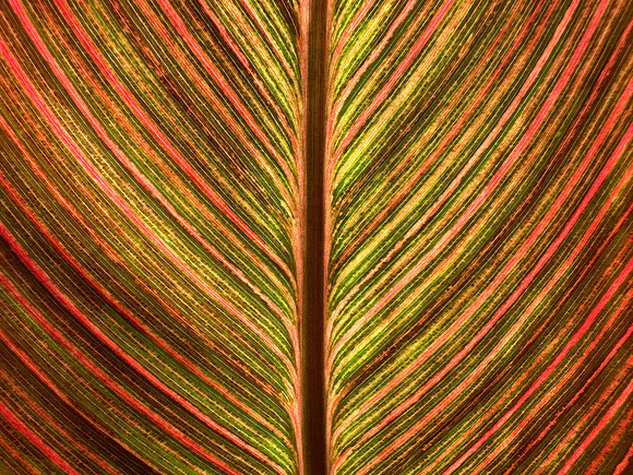 Canna Macro