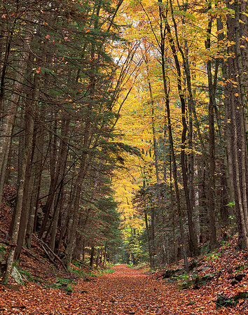 Autumn Loyalsock Forest Trail