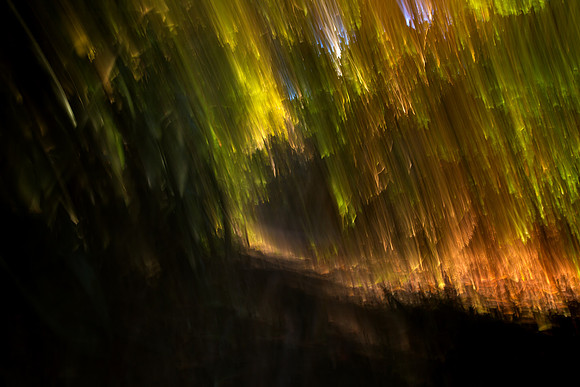 Abstract Forest Streaks