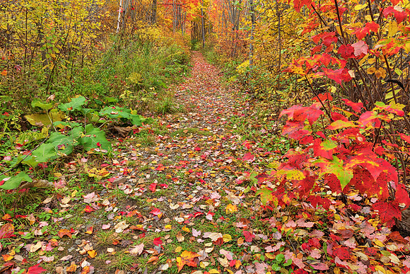 Autumn Harvey Forest Trail