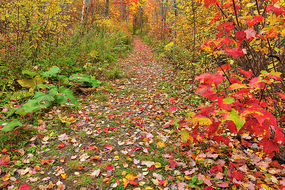 Autumn Harvey Forest Trail