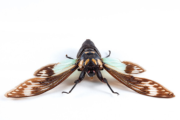 Cicadidae Sp Cicada 1