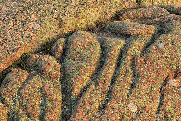 Acadia Brain Stone