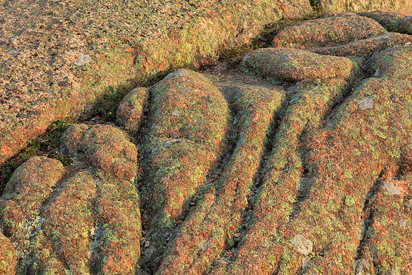 Acadia Brain Stone