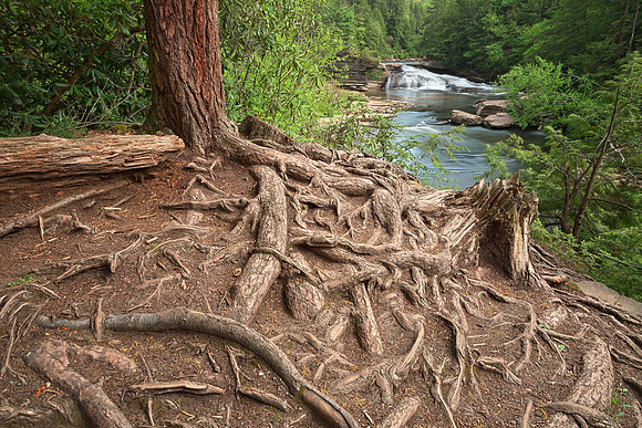 Swallow Falls Forest Vista