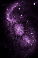 Cosmoflora