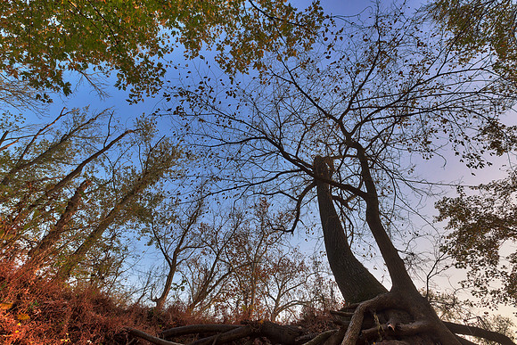 Wayward Twilight Woods