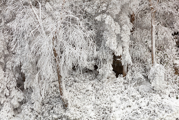 Winter White Foliage