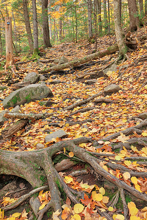 Autumn Maliseet Forest Trail