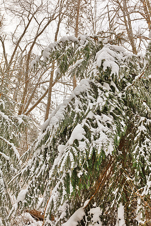 Winter Pine Tree Foliage