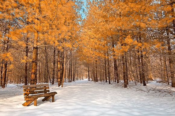 Gold Winter Pine Trail