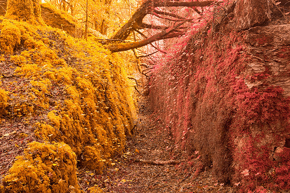 Fantasy Moss Forest Trail