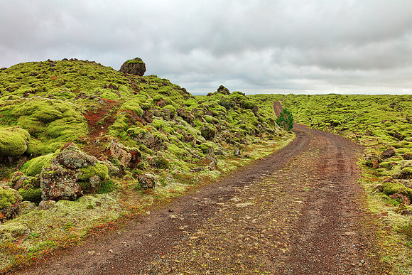 Rugged Iceland Moss Trail