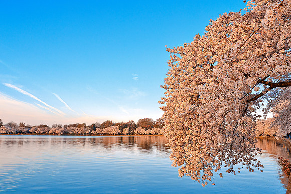 Washington DC Cherry Blossoms - Revisited