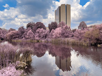 Bethesda Health Stream - Pastel Blossom