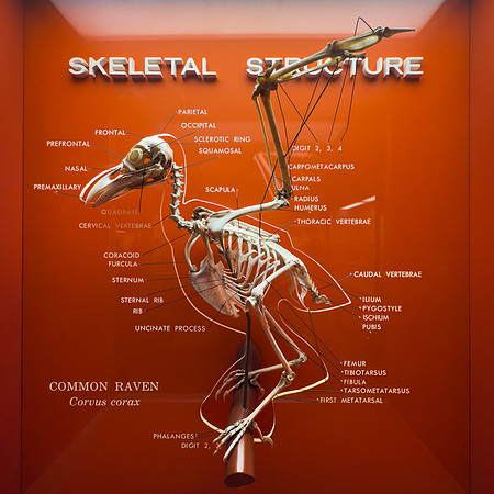 Raven Skeletal Structure