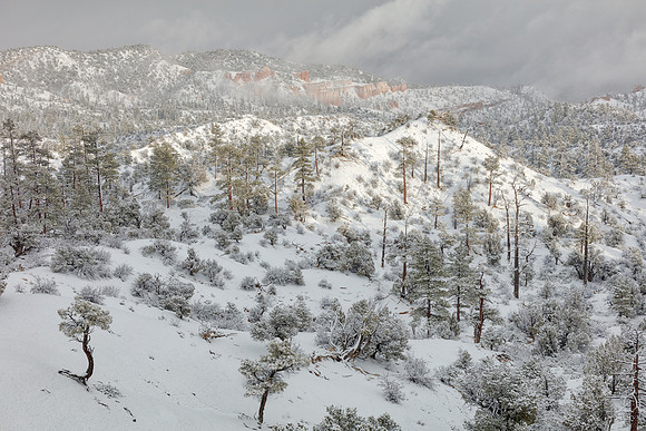 Bryce Canyon Winter Wonderland