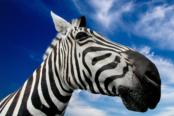 Zen Zebra