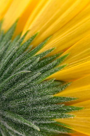 Daisy Macro
