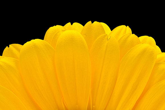 Yellow Daisy Petals