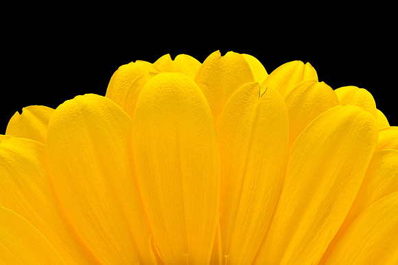 Yellow Daisy Petals