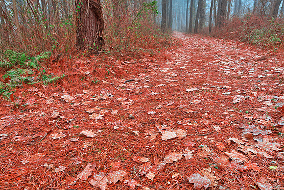 Frosty Christmas Trail