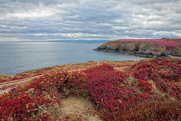 Irish Pomegranate Coast