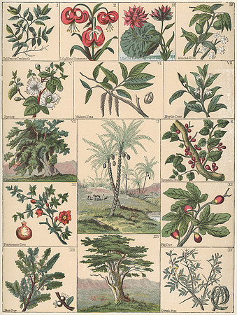 Vintage Image Plate - Biblical Plants