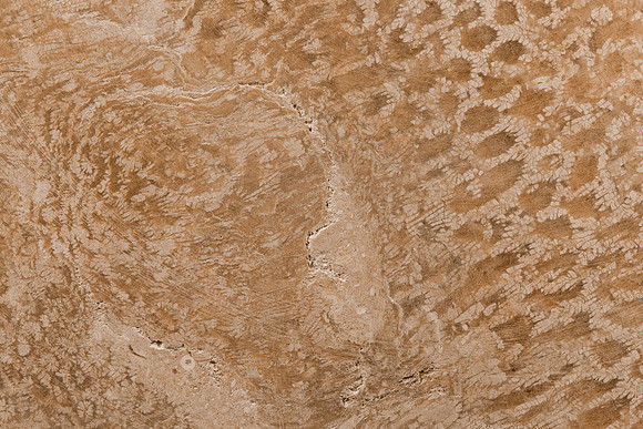 Coral Fossil Texture
