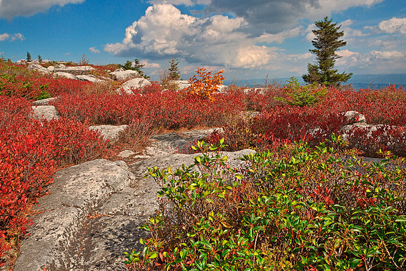 Dolly Sods Ruby Rockscape