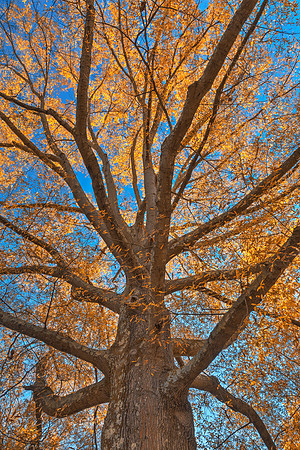Glowing Autumn Tree Foliage