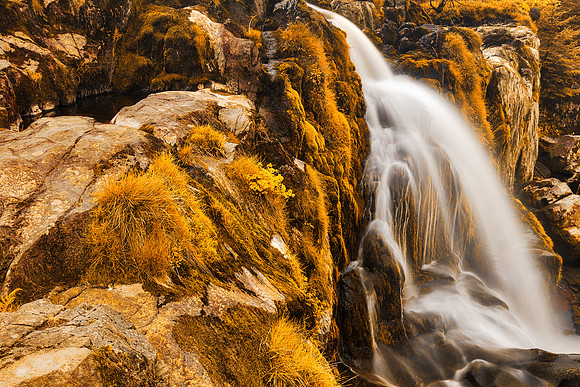 Gold Loup of Fintry