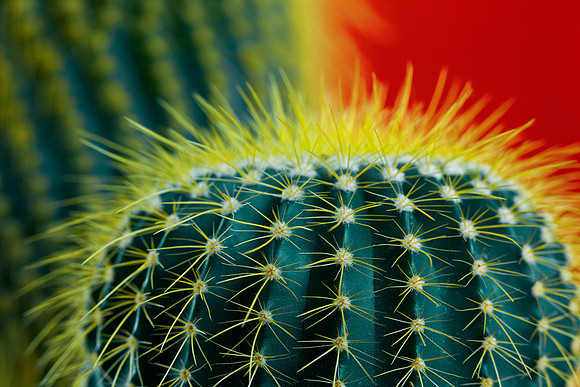Cactus Halo